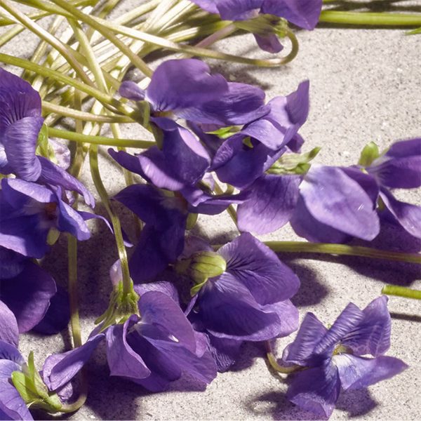 DOLCE & GABBANA DOLCE VIOLET EDT - Görsel 3